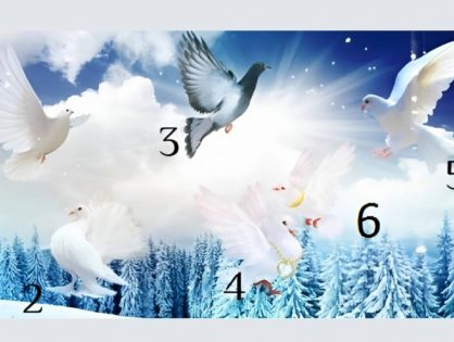 Тест: Выберите голубя и получите предсказание о своем будущем