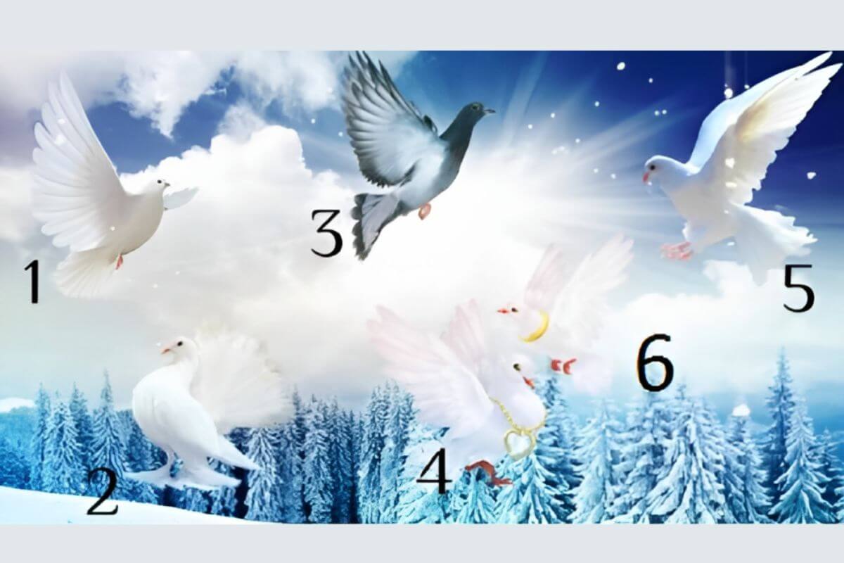 Тест: Выберите голубя и получите предсказание о своем будущем